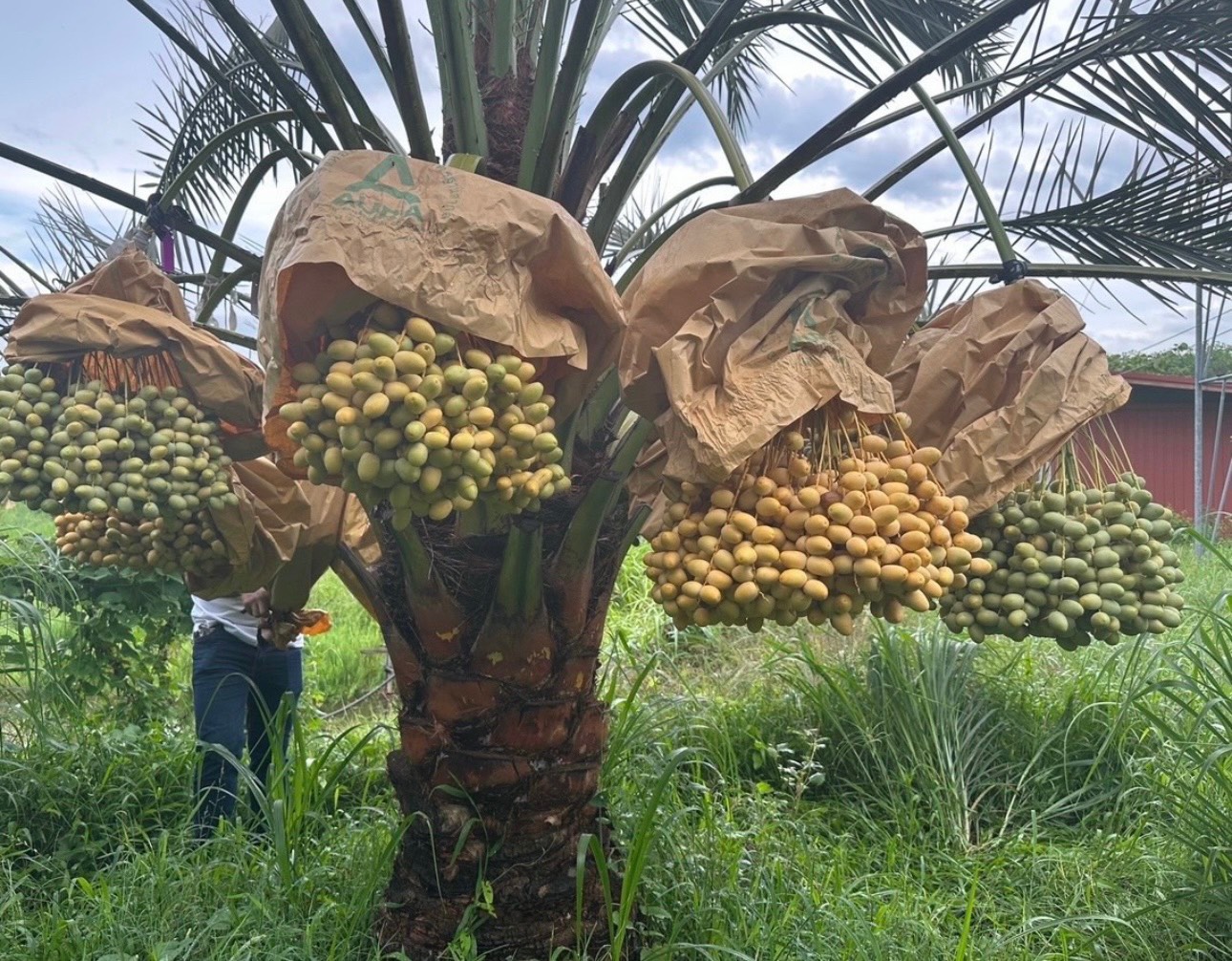 Cây Chà là ăn trái 1