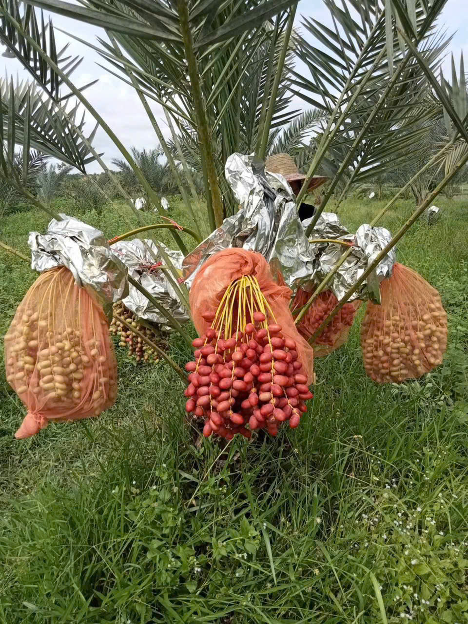 Giới thiệu các loại cây chà là