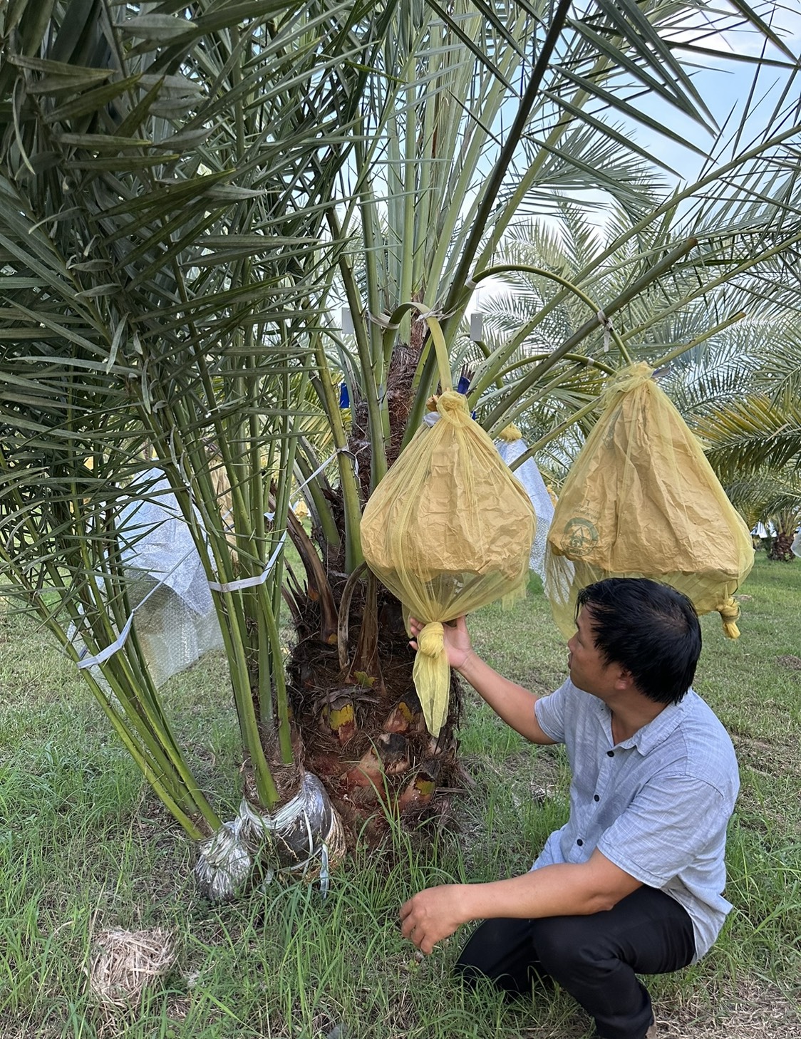 Cây chà là 9