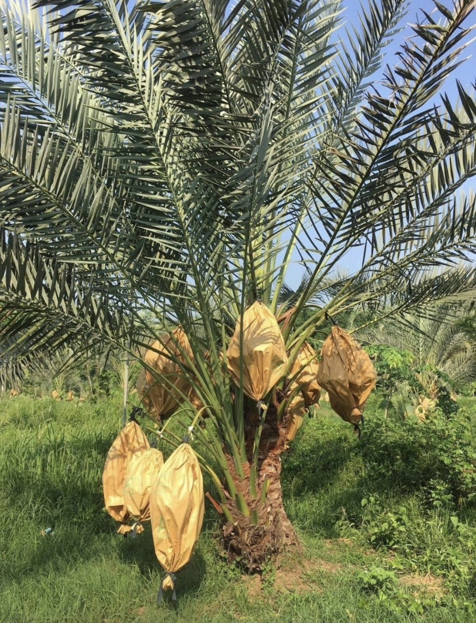 Cây Chà Là ăn trái trưởng thành