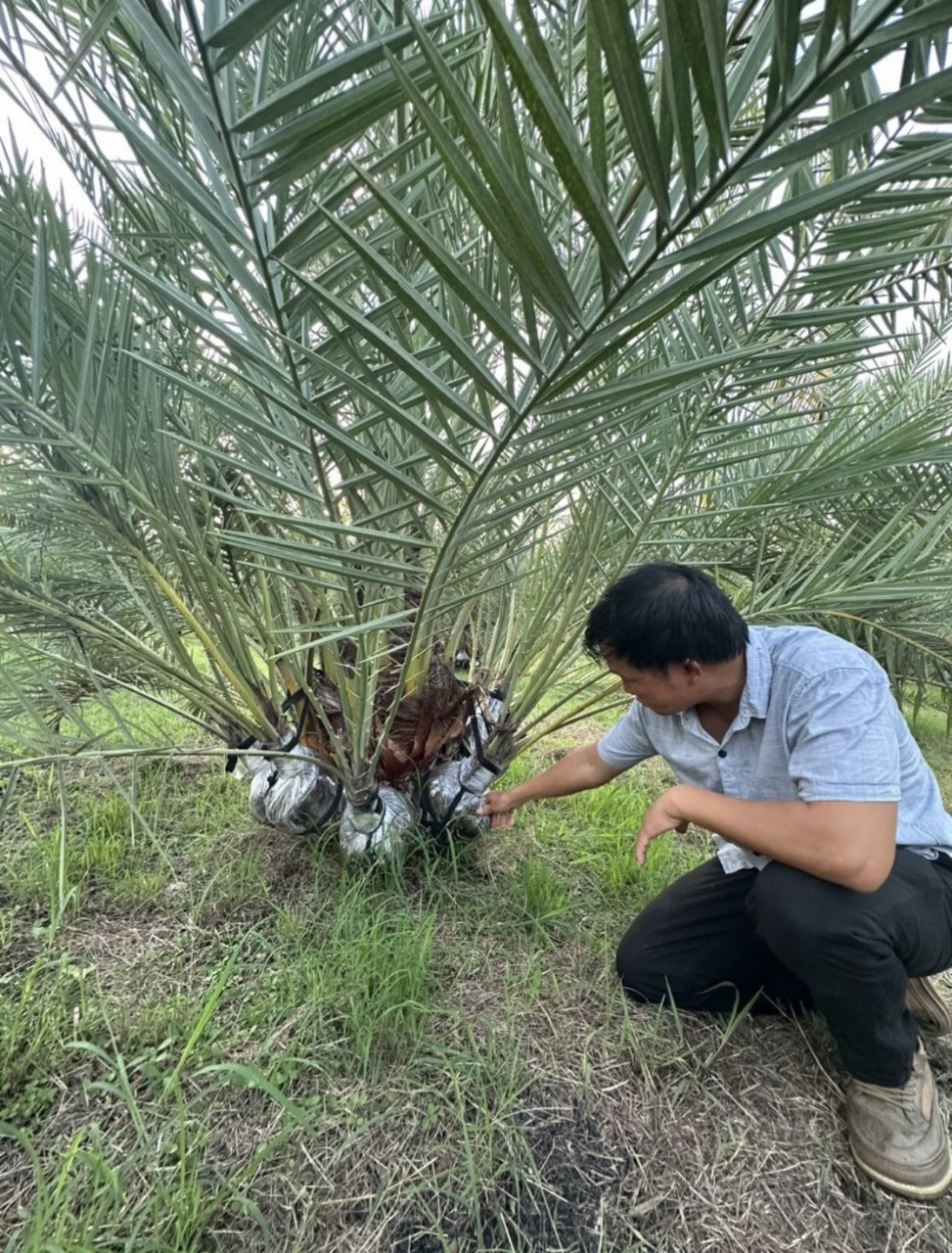 Cây Chà Là giống