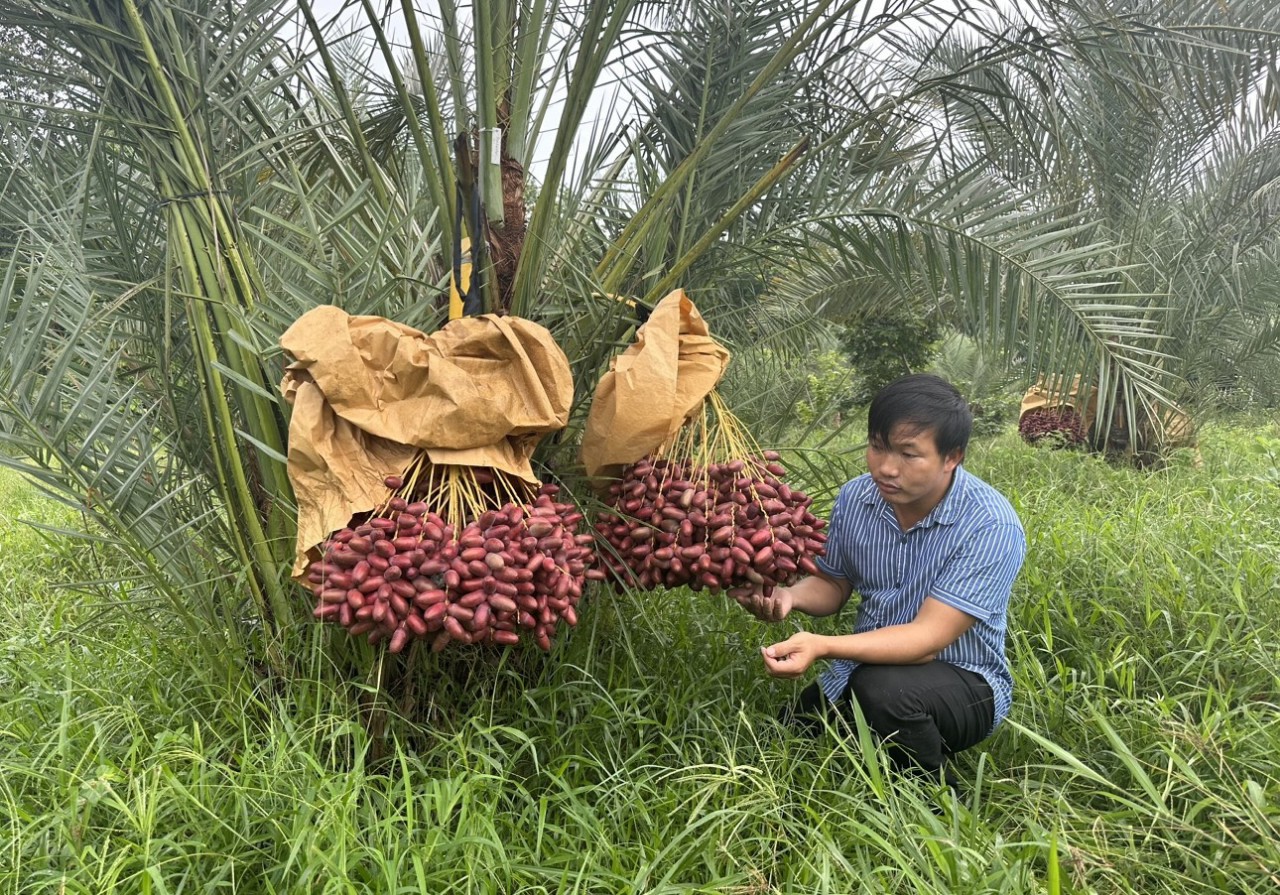 cây chà là barhee