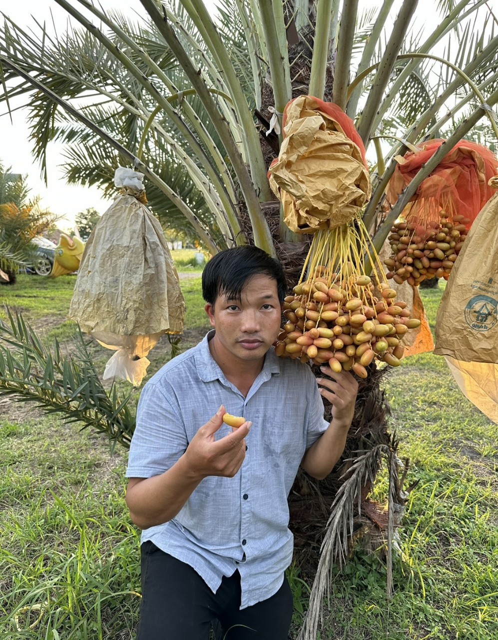 Cây Chà Là ăn trái Barhee