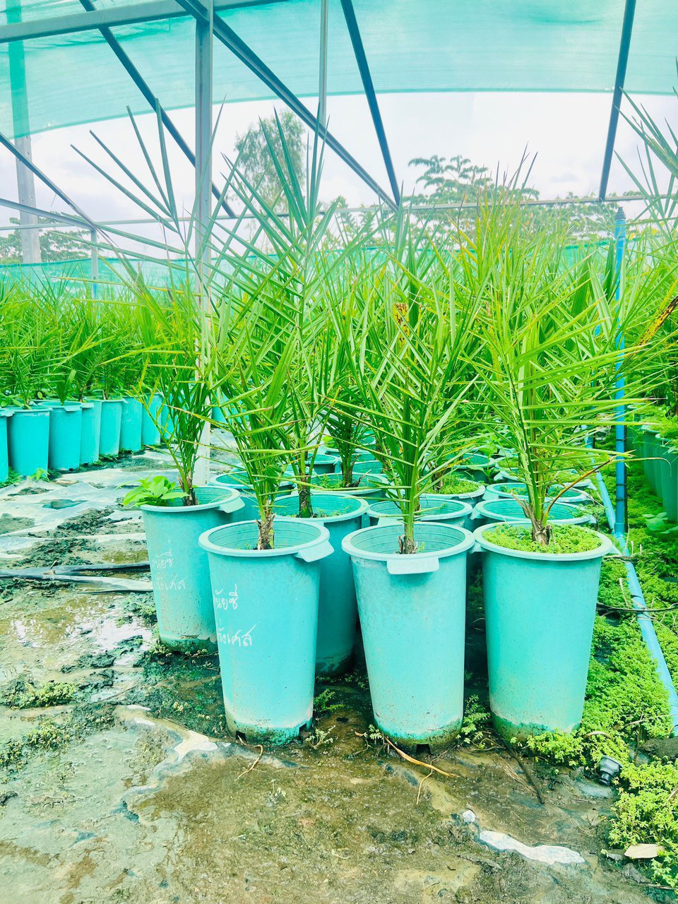 Cây Chà Là Barhee cấy mô