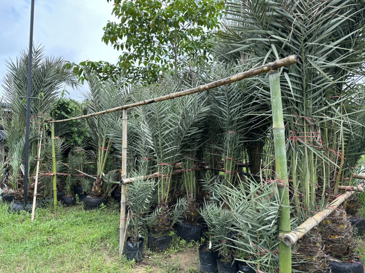 cây chà là cấy mô