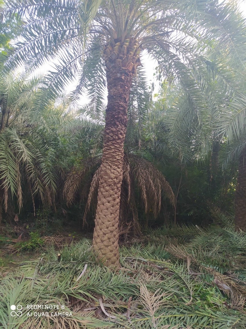 cây chà là công trình dưới 2m