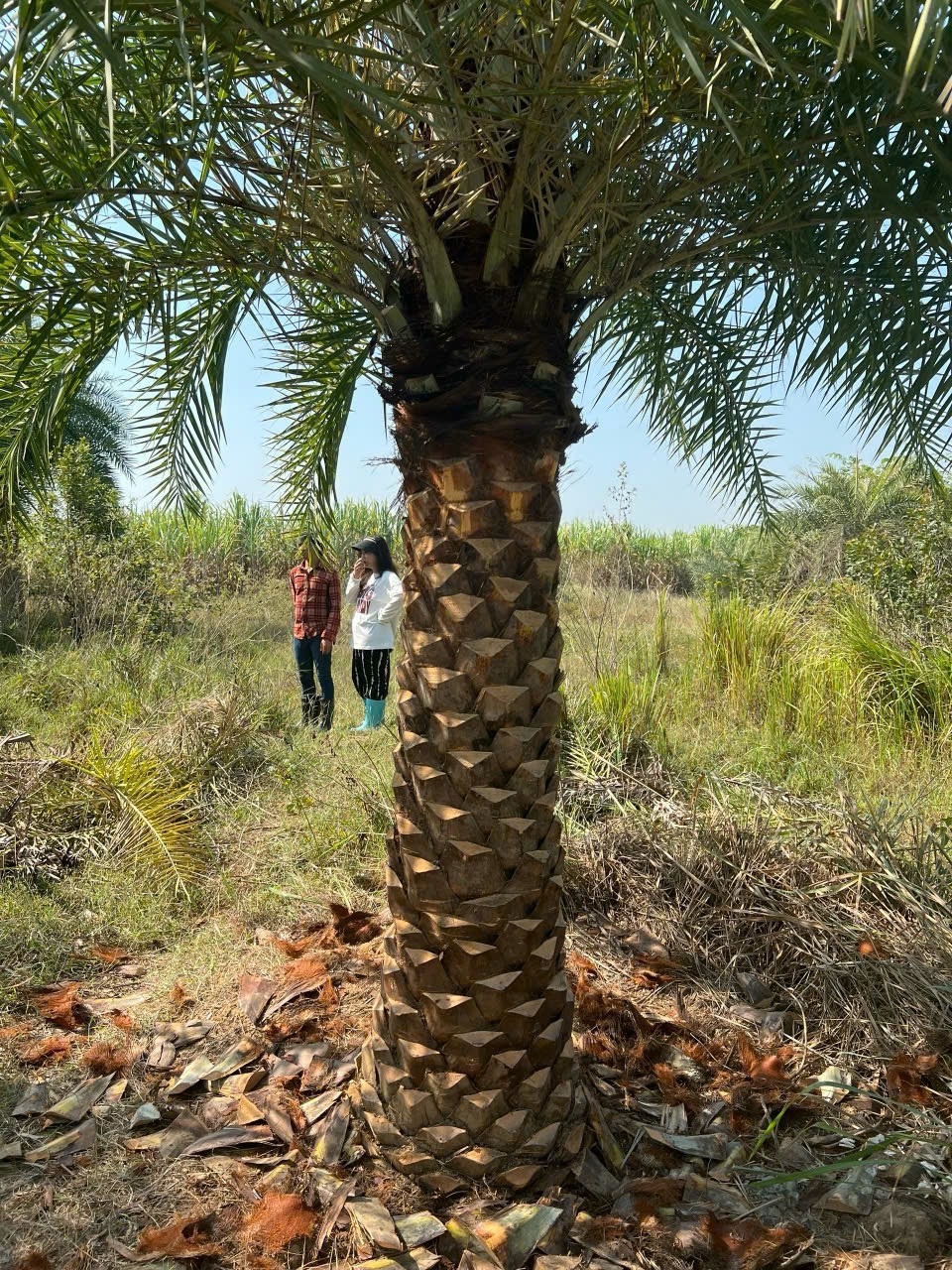 cây chà là công trình dưới 1m