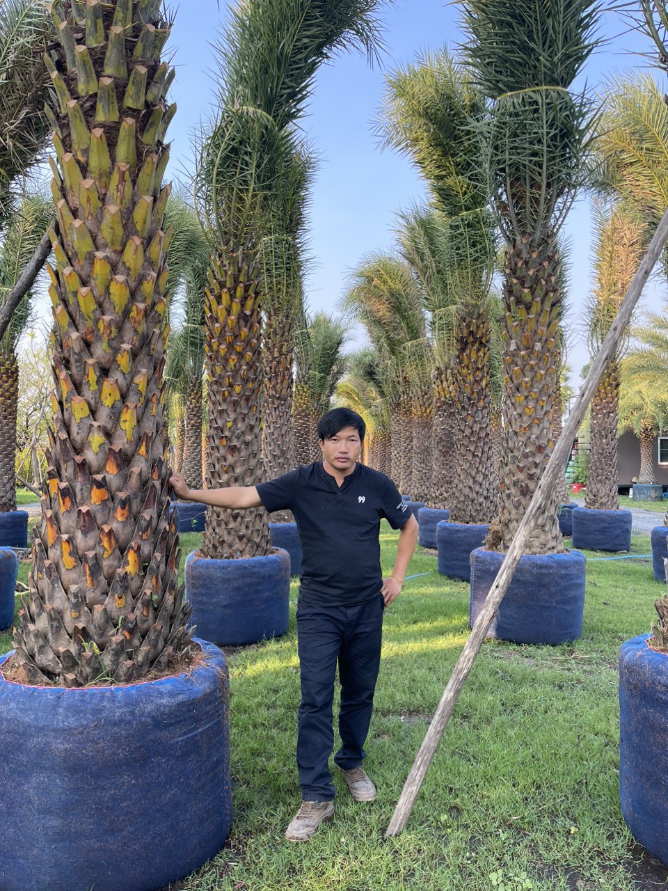 cây chà là cảnh