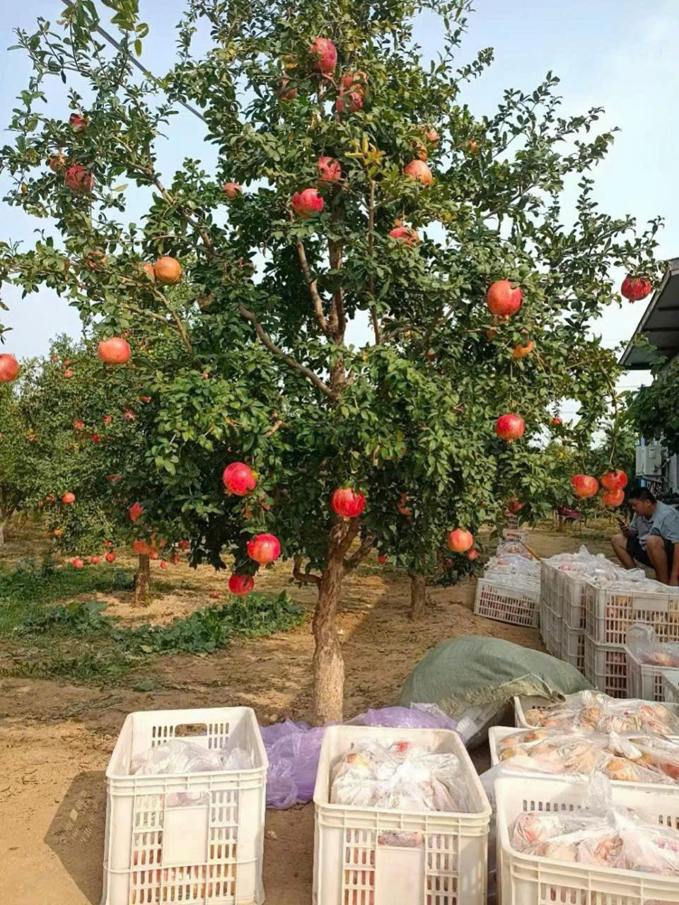 cây lựu đỏ cổ thụ