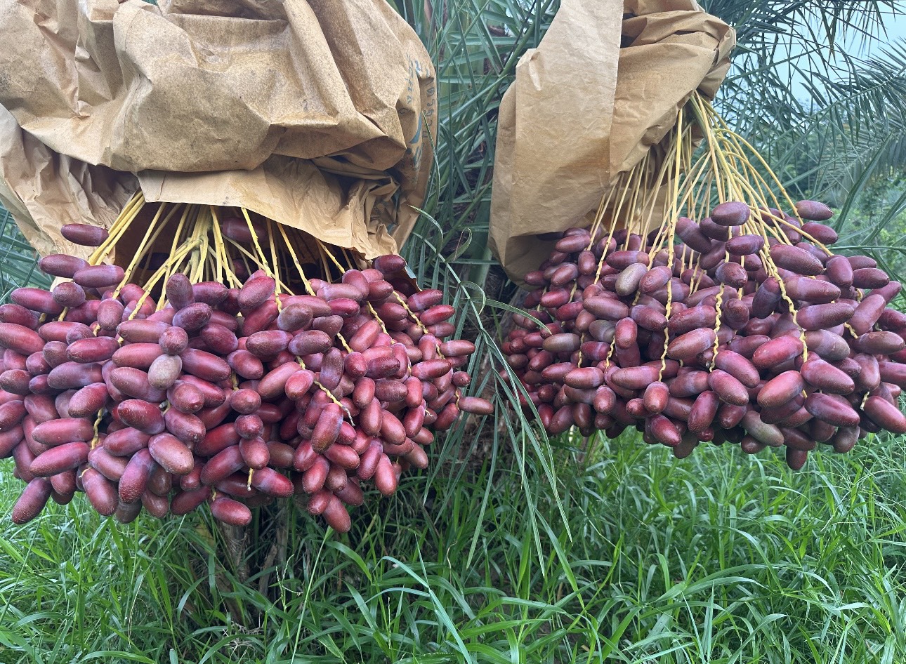cây chà là ăn trái 19