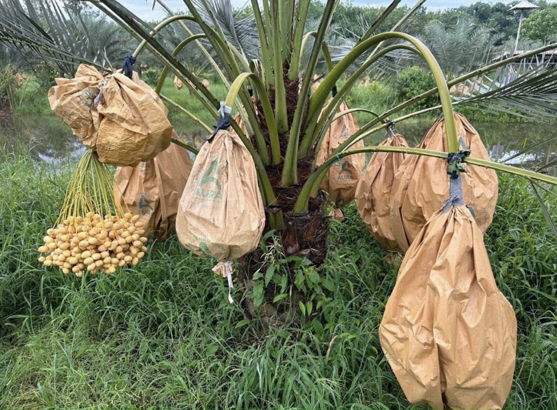 cây chà là ăn trái 23