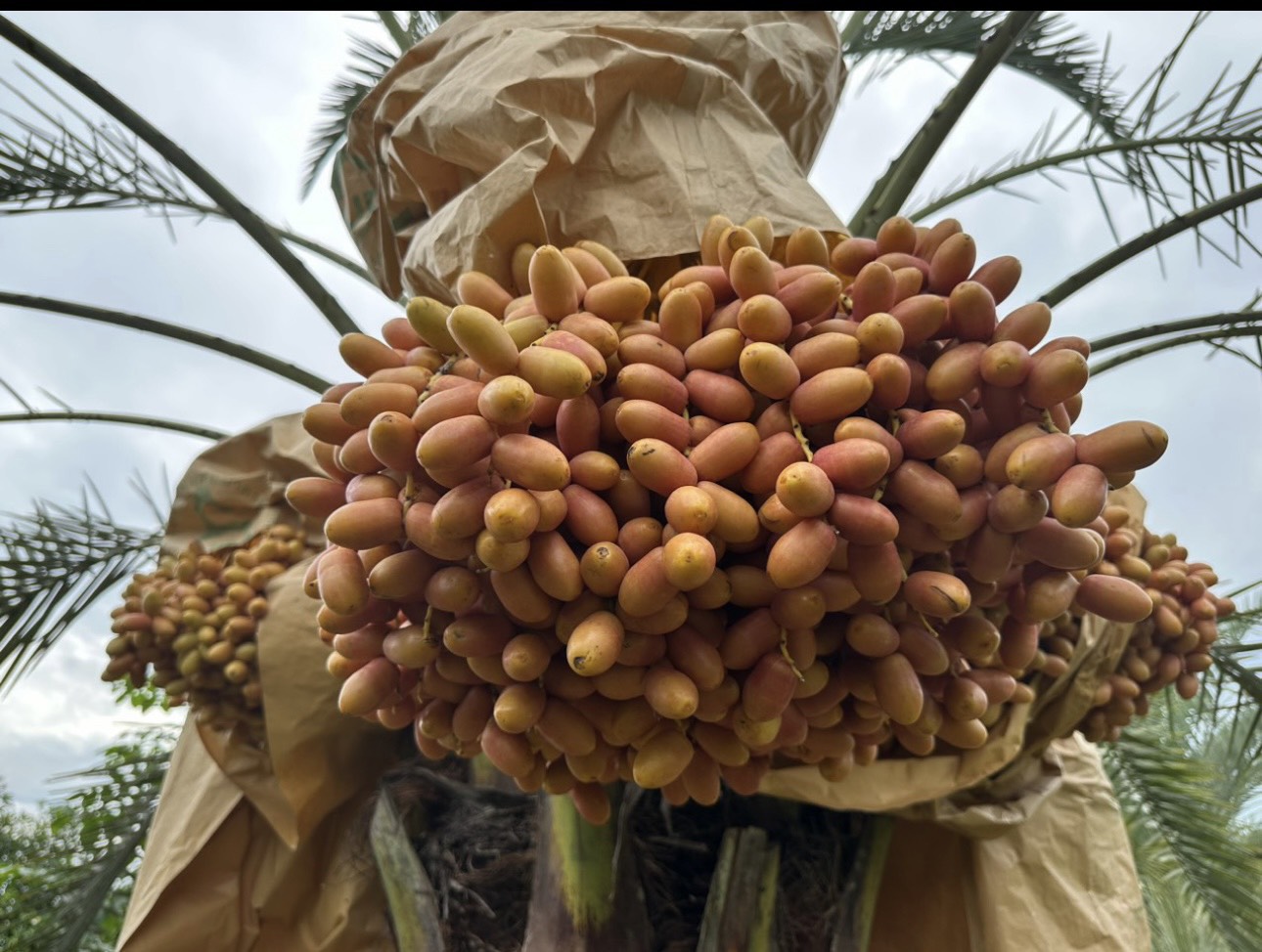 Cây 4-5 năm tuổi cây cấy mô lép Barrhee  trái đỏ, 1 cây ra trên 100kg 