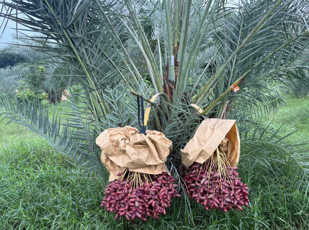chà là giống