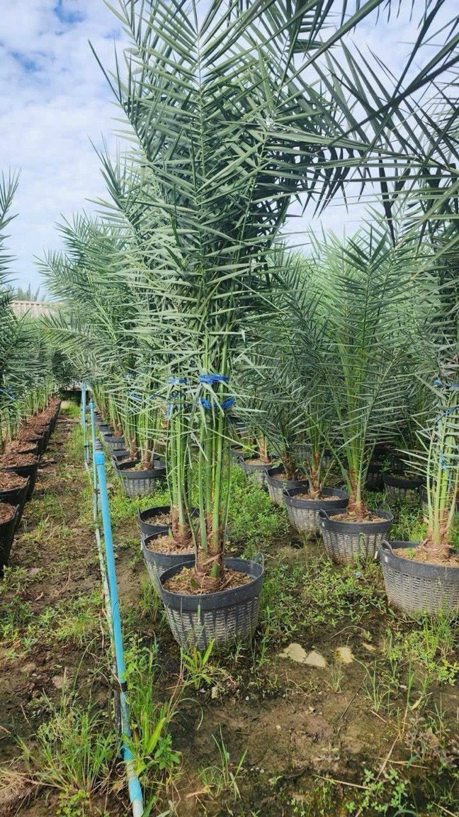 cây chà là cấy mô con