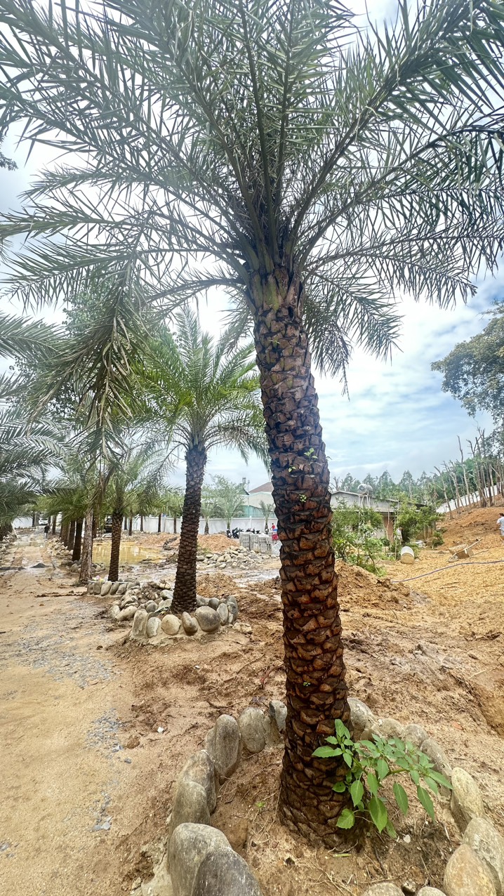 Cây chà là công trình 10