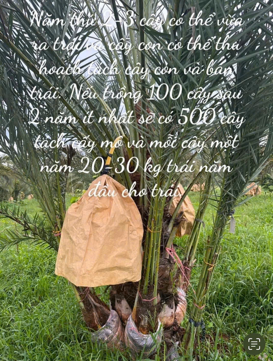 cây chà là ăn trái 41